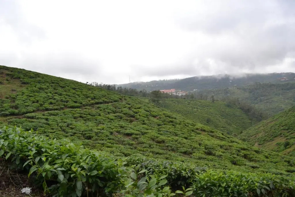 Ferndale Homestay