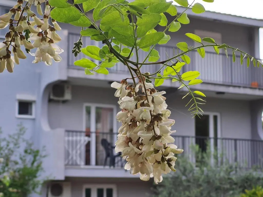 Apartments Macaso