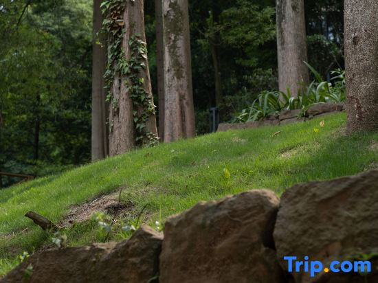 Qingcheng Mountain Just on the Stream · Mountain Stream Bamboo Forest Private Soup B&B