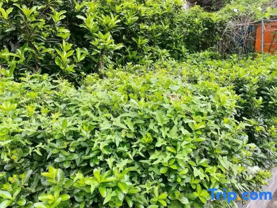 Zhangjiajie Xianlv Residential Accommodation (Wulingyuan National Scenic Spot Scenic Spot Store)
