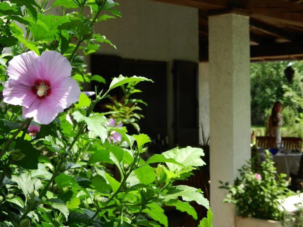 Hibiscus Guest House