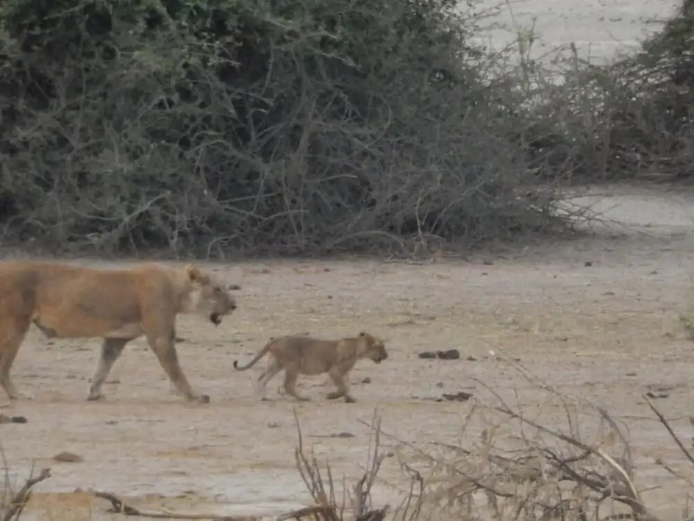 Thobolos Bush Lodge