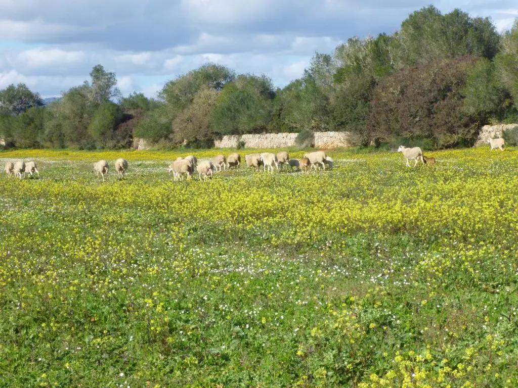 Agroturismo Son Llado