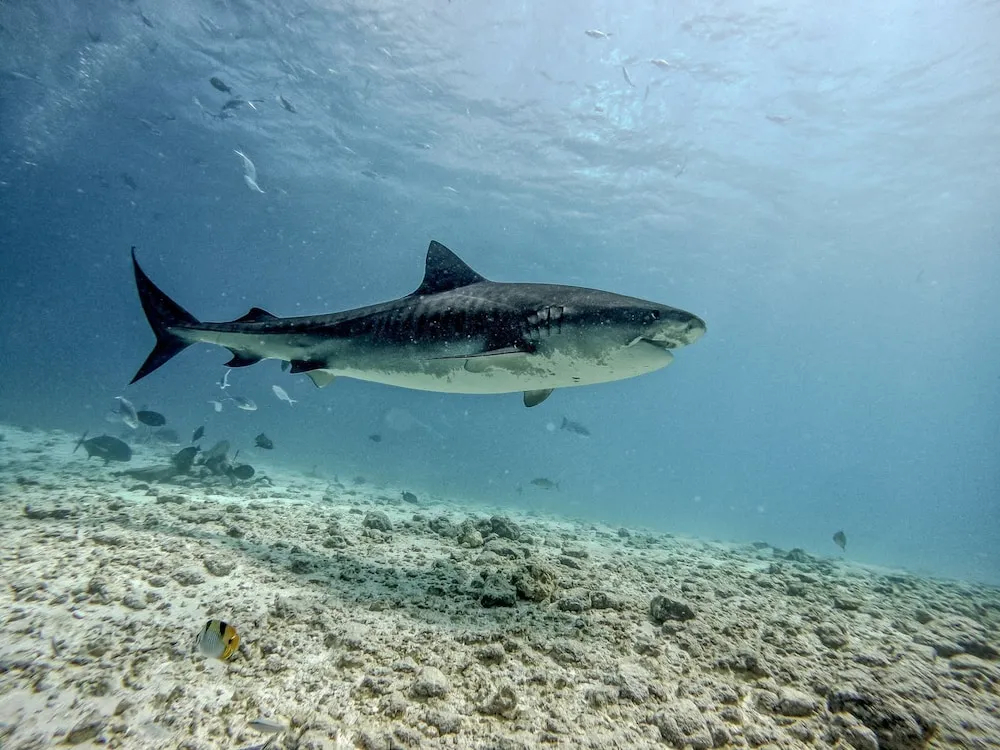 Suffix Retreat - Stay, Dive & Explore Fuvahmulah