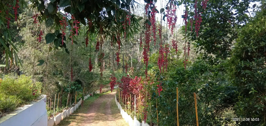 Humming Breeze Nature Retreat