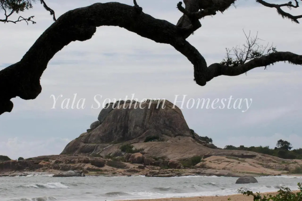Yala Southern Homestay