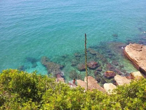 Gaviota Y Vora Mar