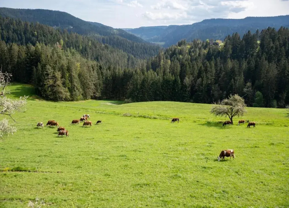Ferienwohnung in Schiltach