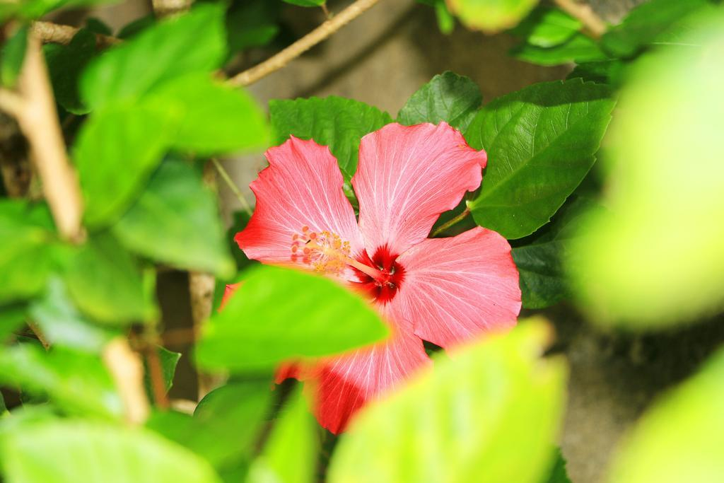 Hospedaria Cristama