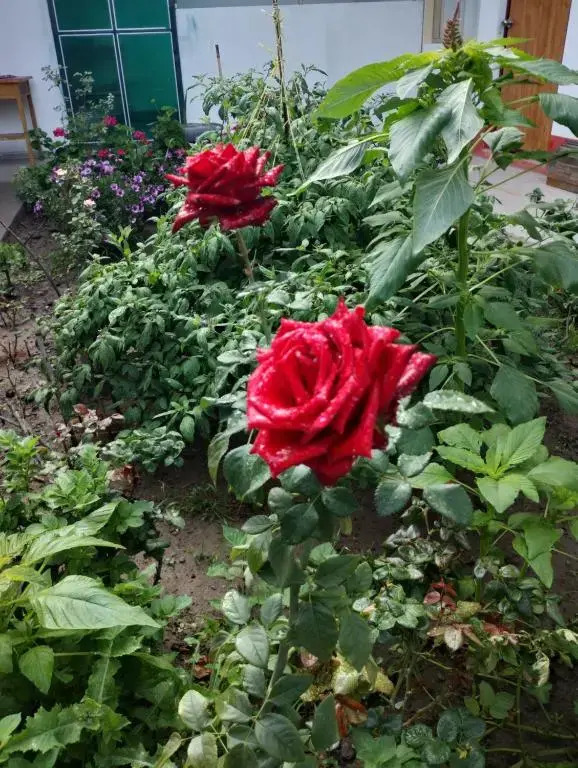 Hospedaje Casa Primavera