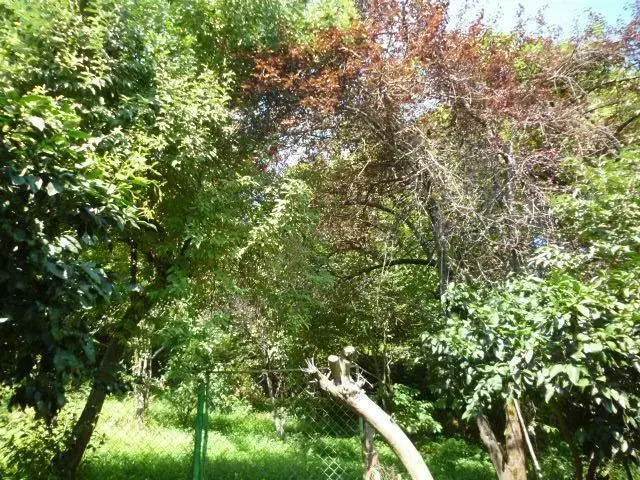 Irakli Guest House
