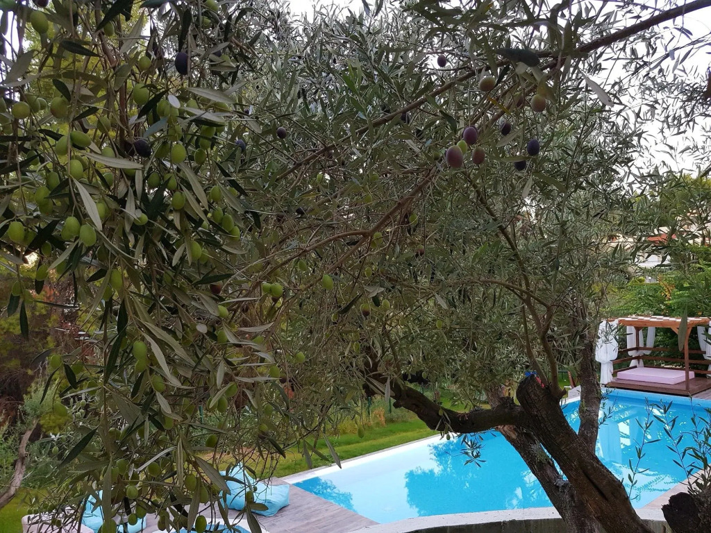 Avatel Eco Lodge