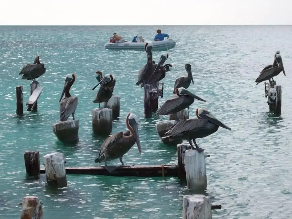 Posada Acuario