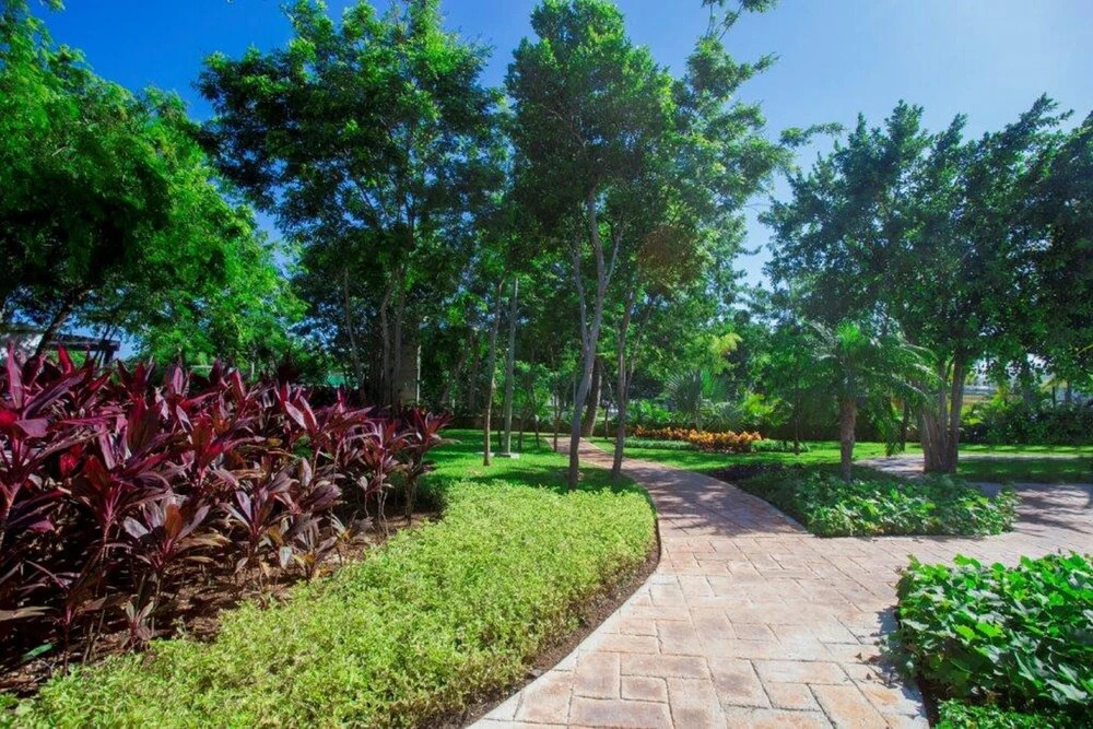 Olivos 3