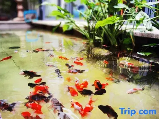 Qiyu Homestay