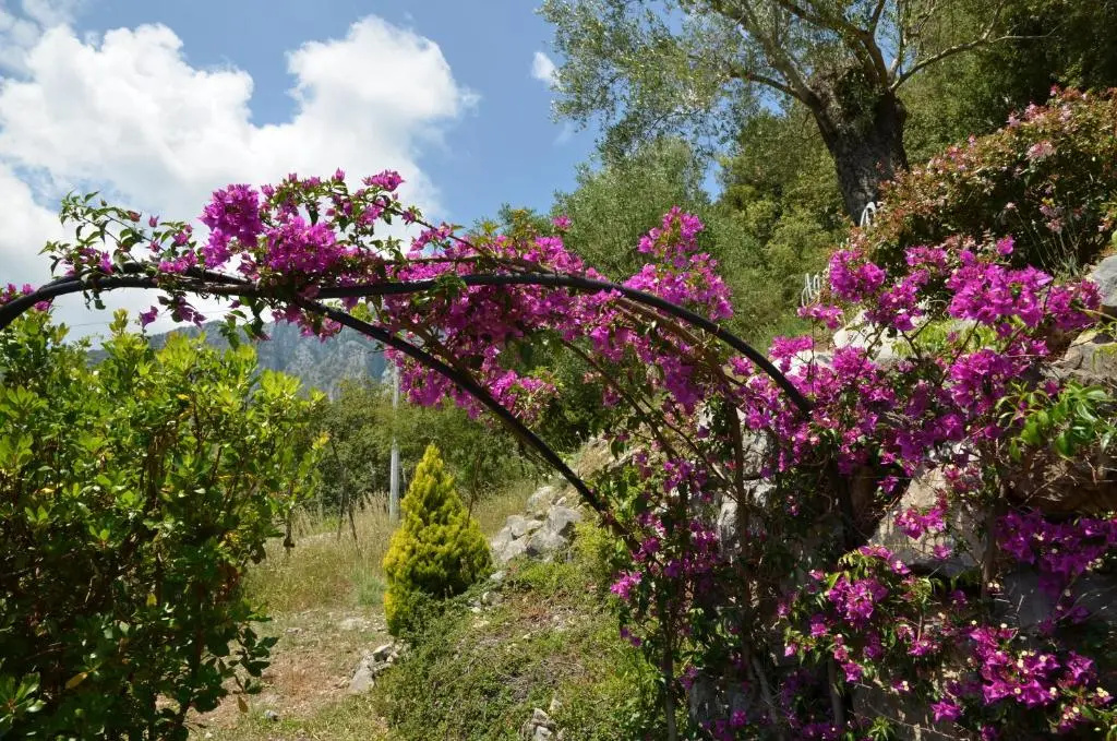 Agrestis Domus