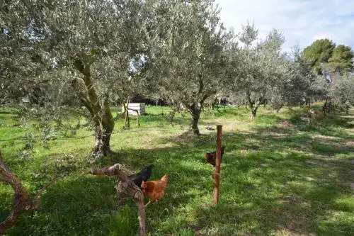 Le Cabanon de l'olivette