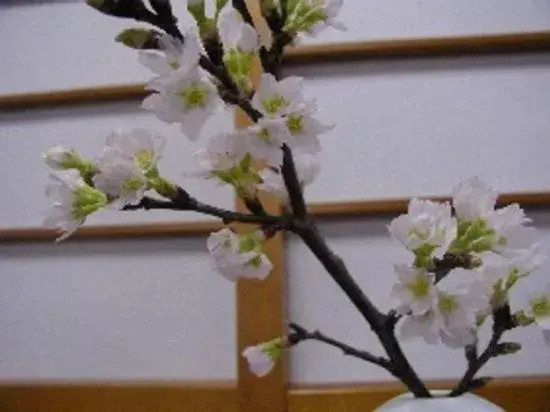 Wakaba Ryokan / Vacation STAY 29460