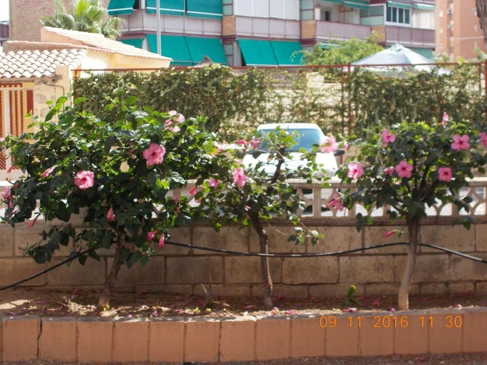 Eva Apartament Albufereta