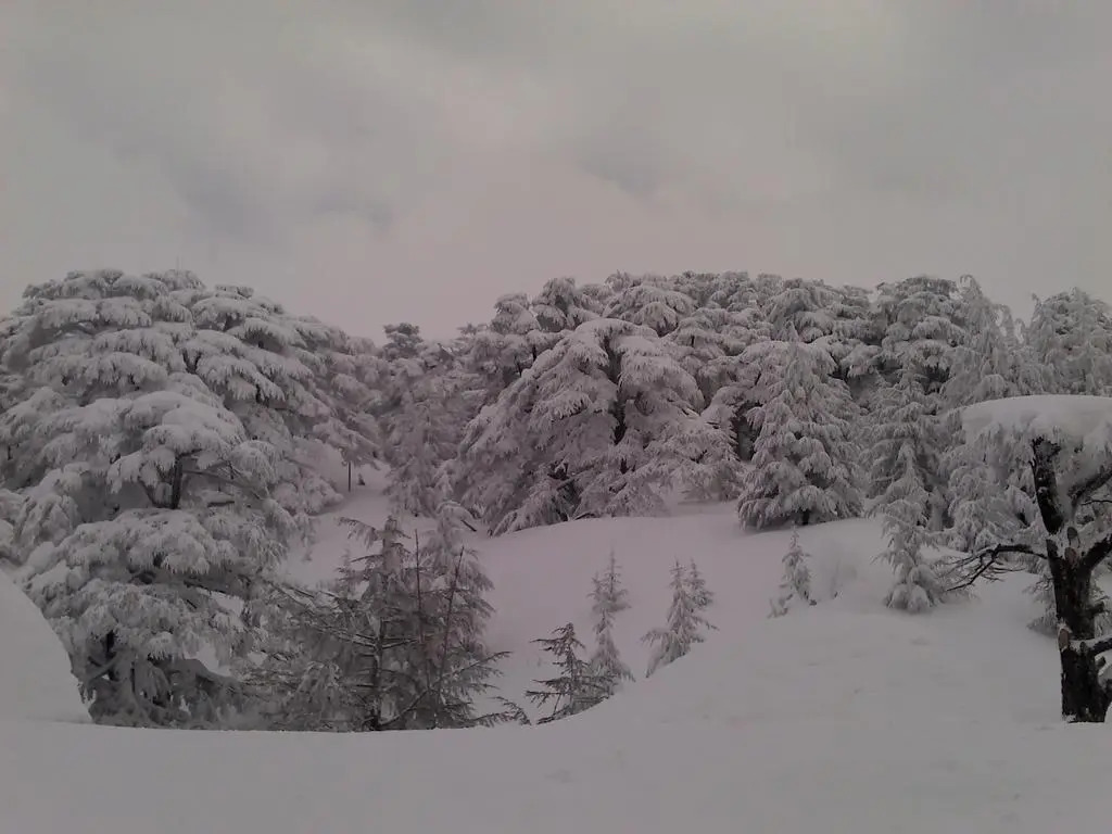 Le Cedrus Hotel