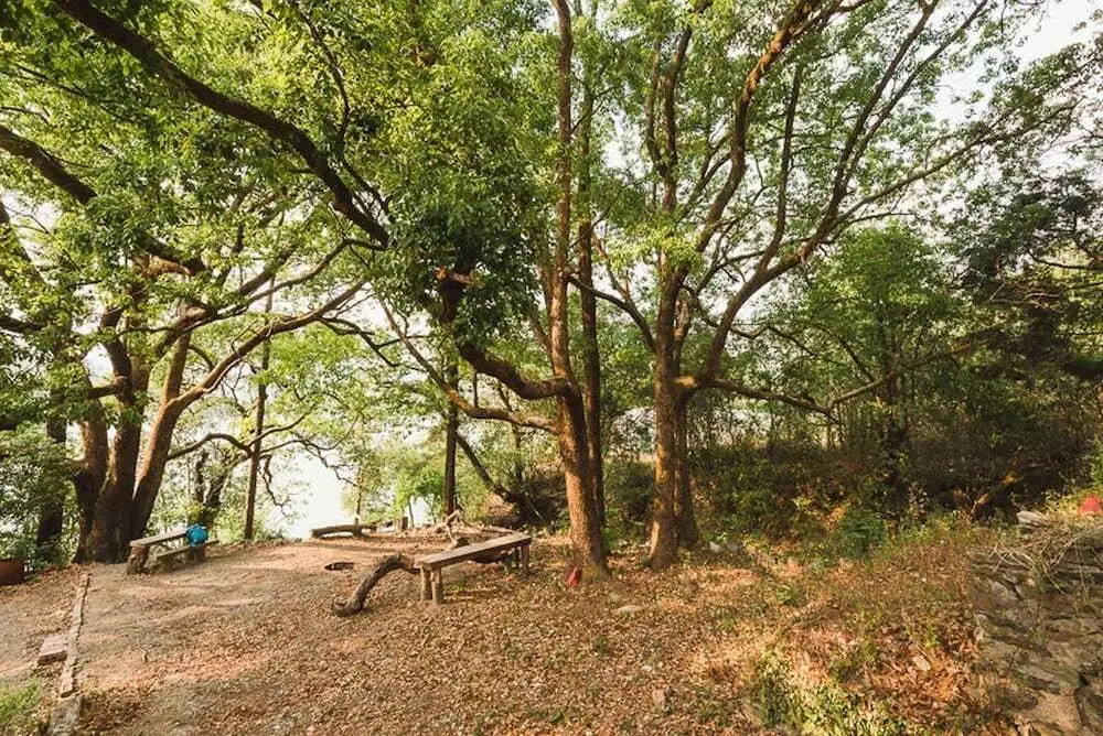 The Camphor Tree - Pura Stays