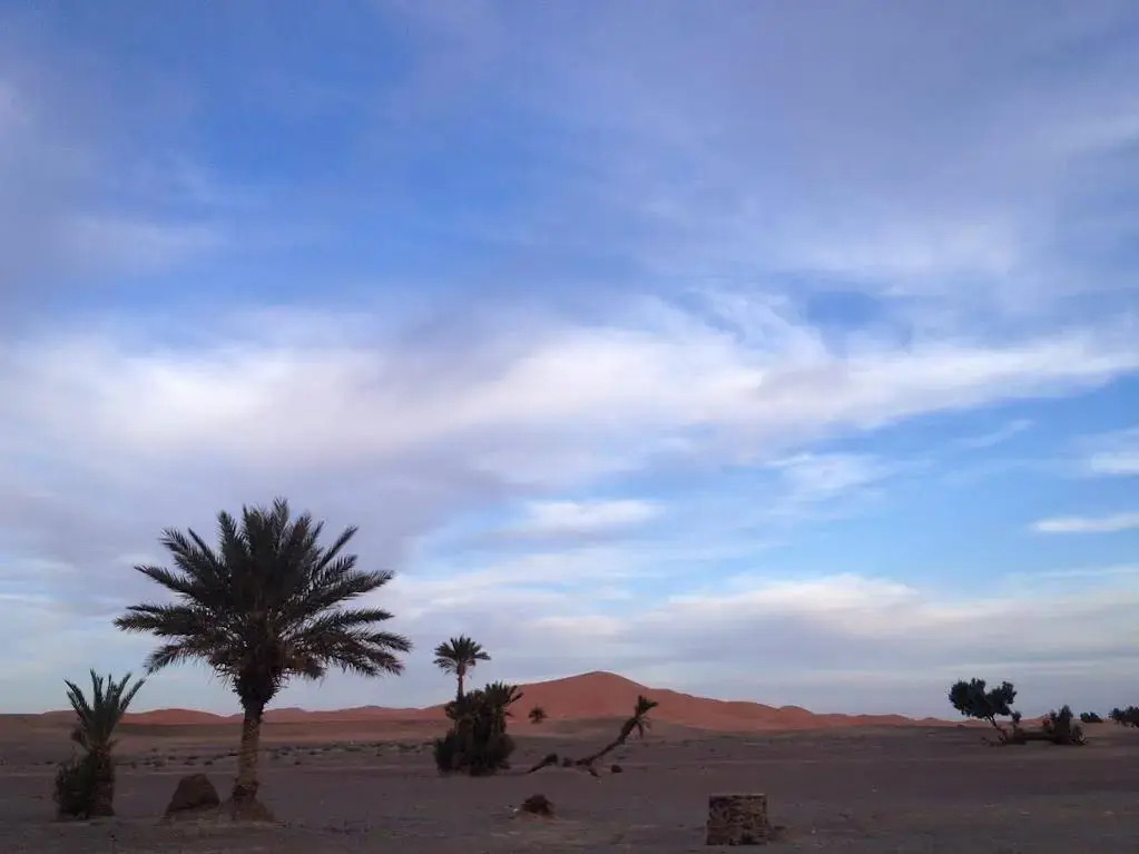Camels House