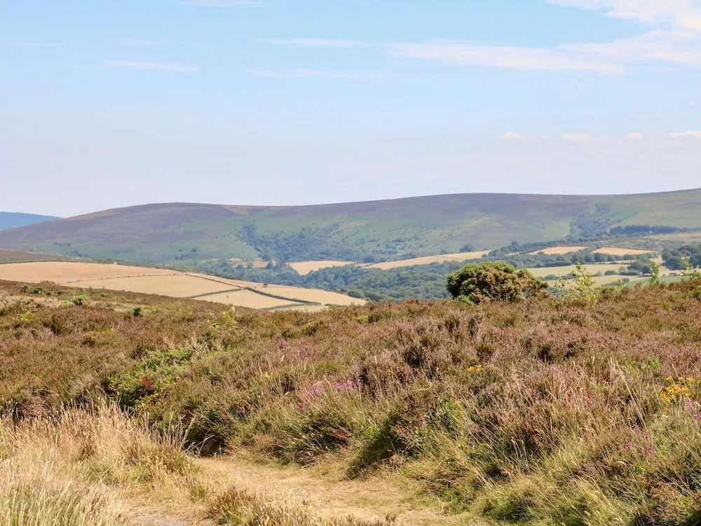 Owls Nest