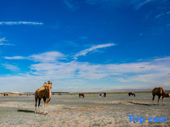 Shapotou Xingyue international camping base