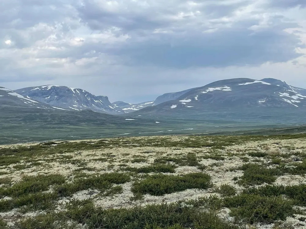 Live in the Realm of the Musk Oxen on Dovrefjell
