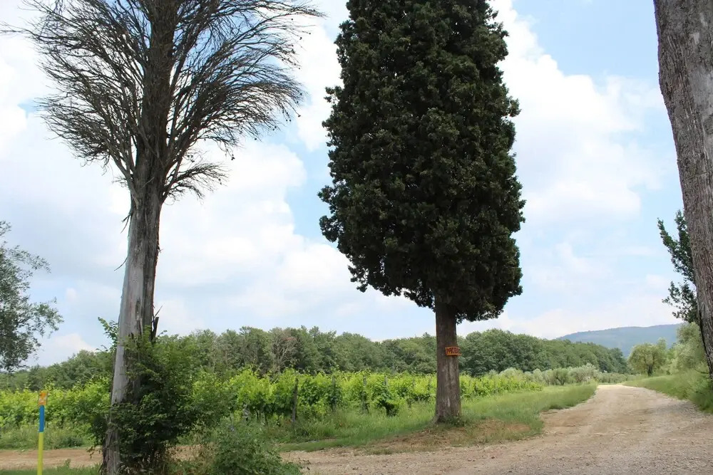 La Cascianella