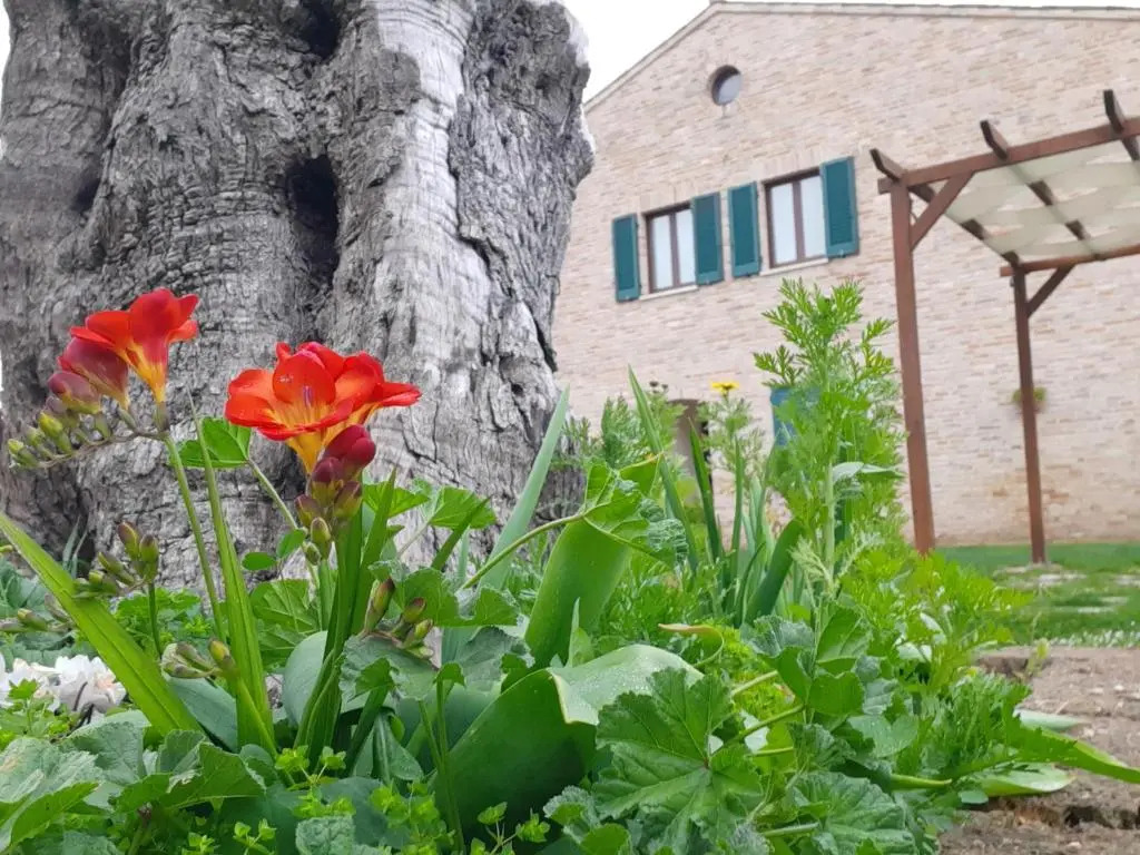 Casale del Conero