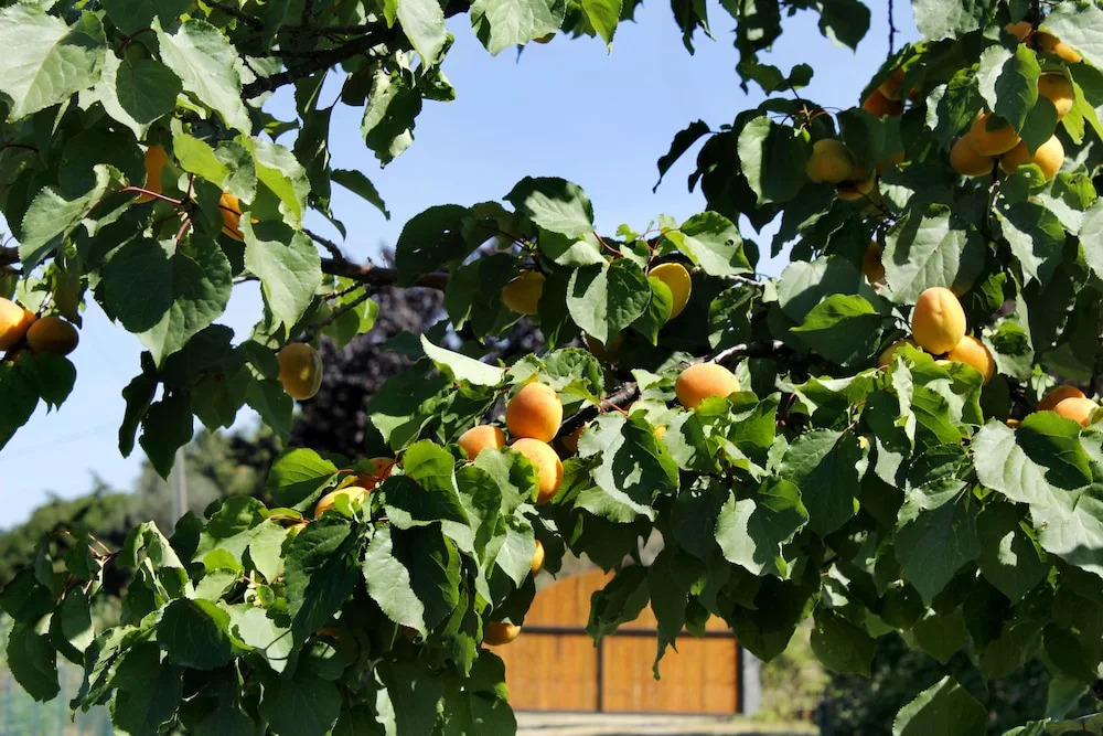 La Vecchia Fornace