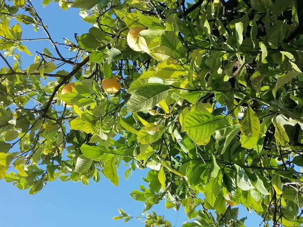 Lemon Tree House