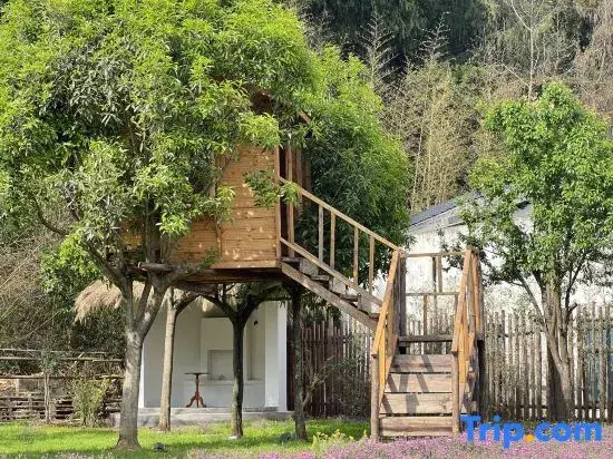 Xingyi Wanfeng Forest Aoki Yaju