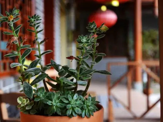 Nongyue Emei Shanju Hostel