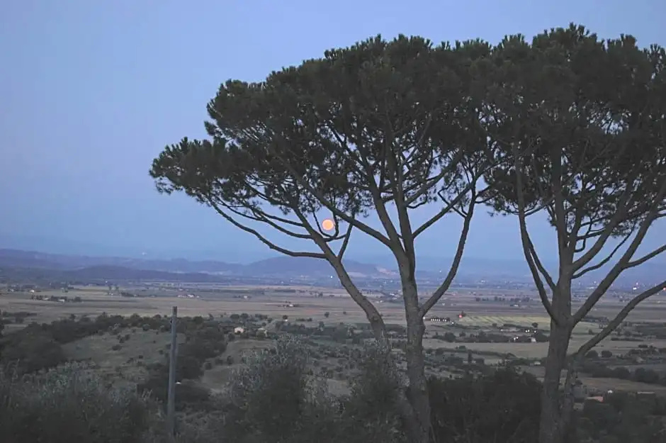 Il Pino