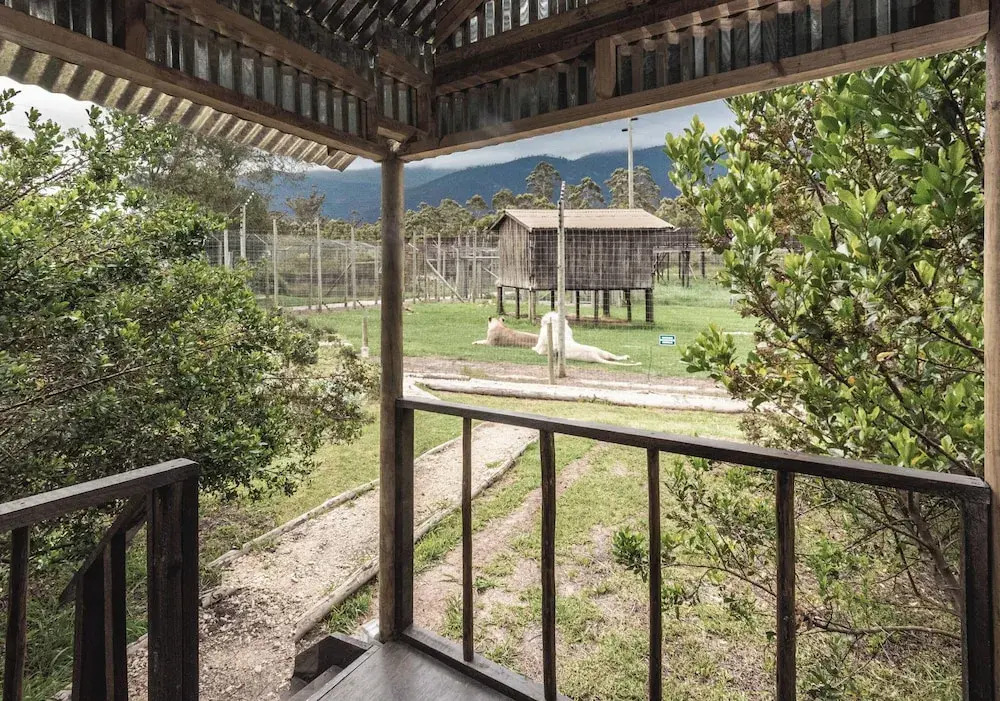 Sleep Whiskers Away From the Lions and " Feel " Them Roar! Cabin 4