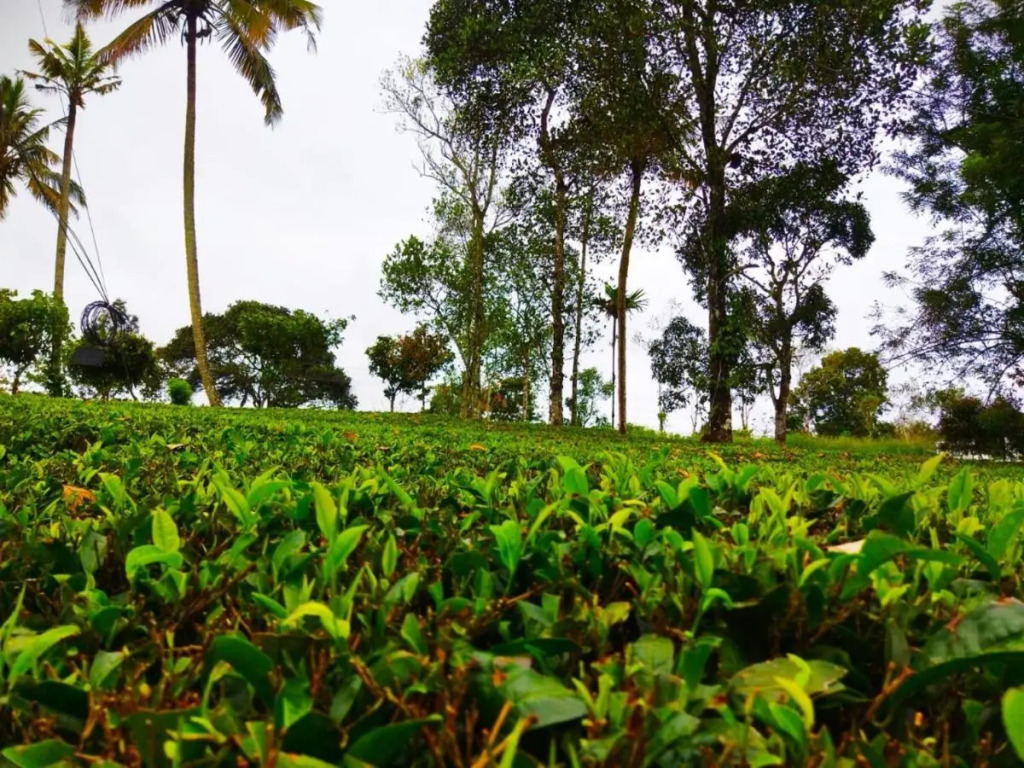The Svarga Munnar Hill View resort