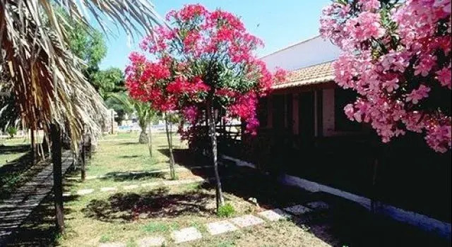 Baja Papaja