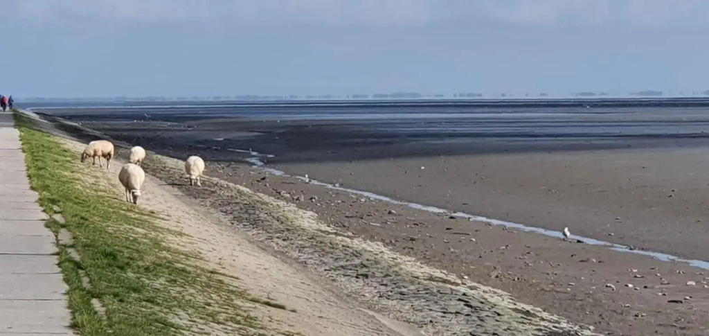 FeWo mit Meerblick - Direktzugang zur Nordsee
