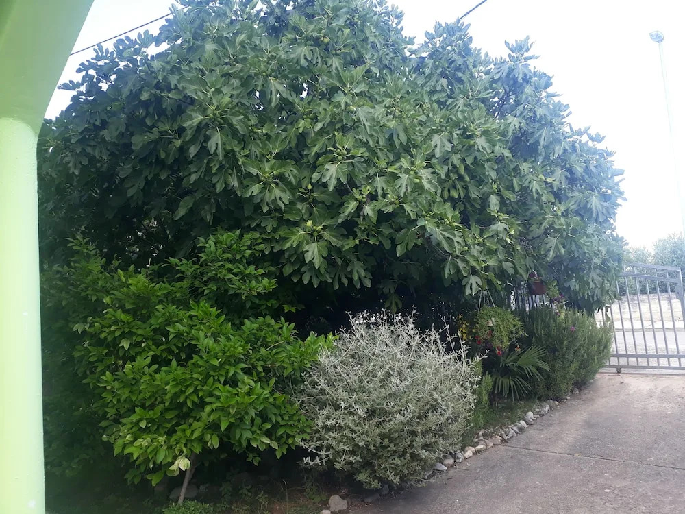 Green Hostel
