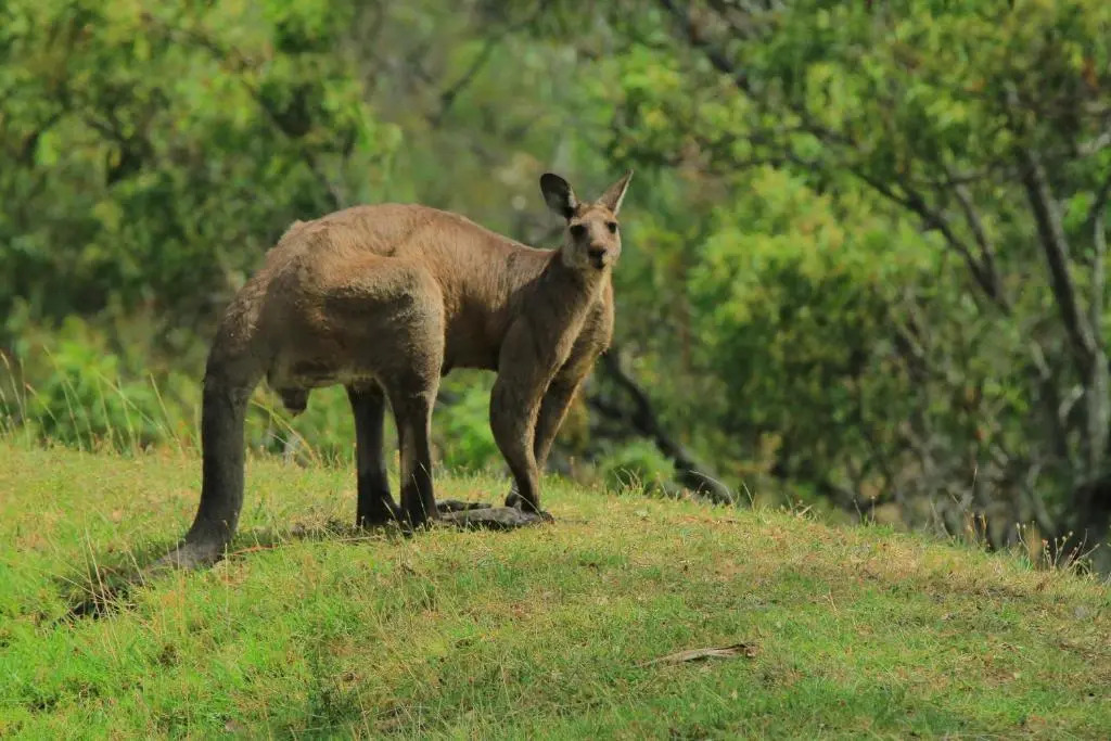 Wandin Valley Estate