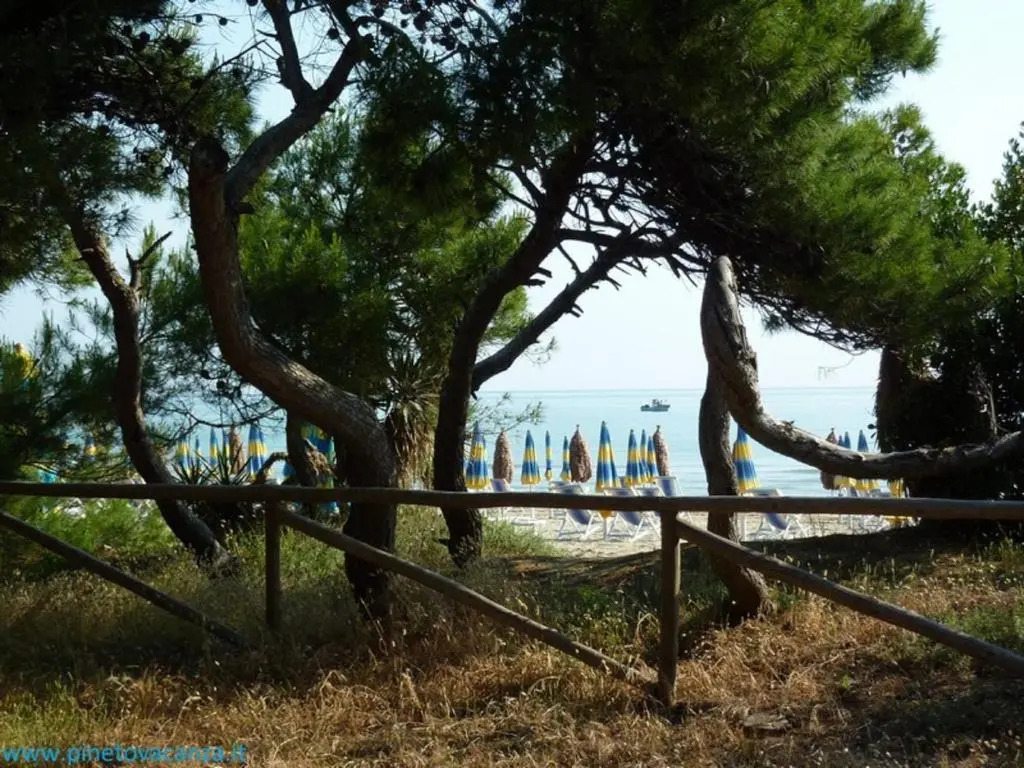 Ficus Pineto Vacanza