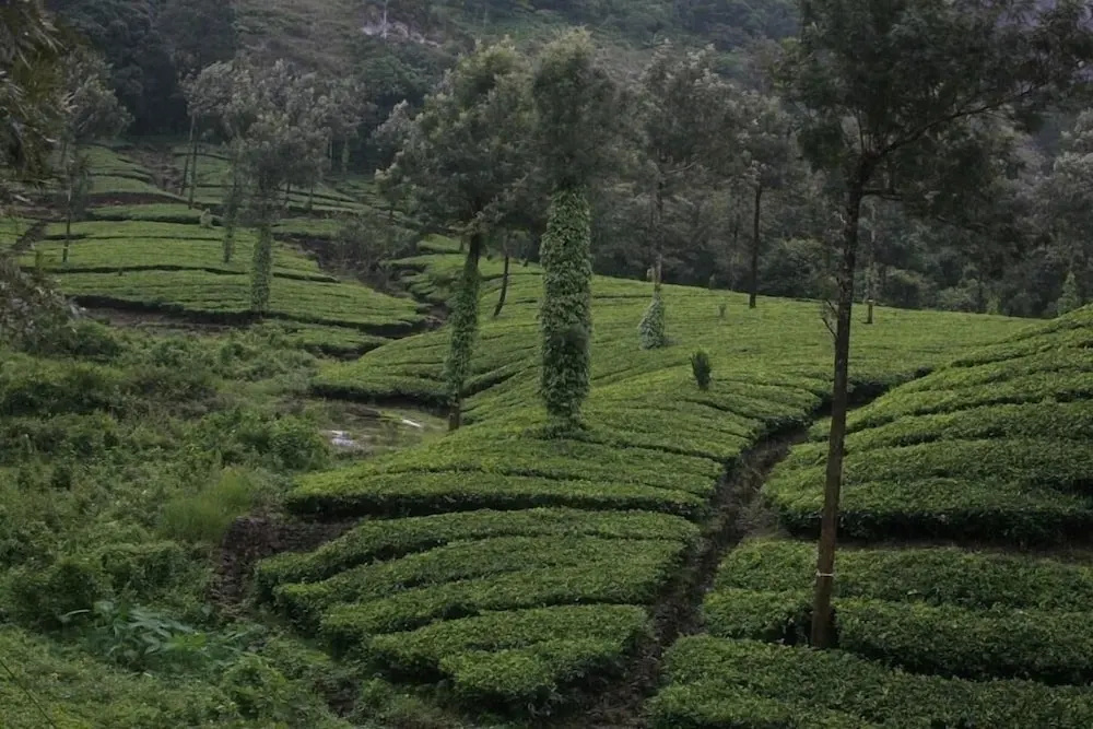 Wild Elephant Eco-Friendly Resort
