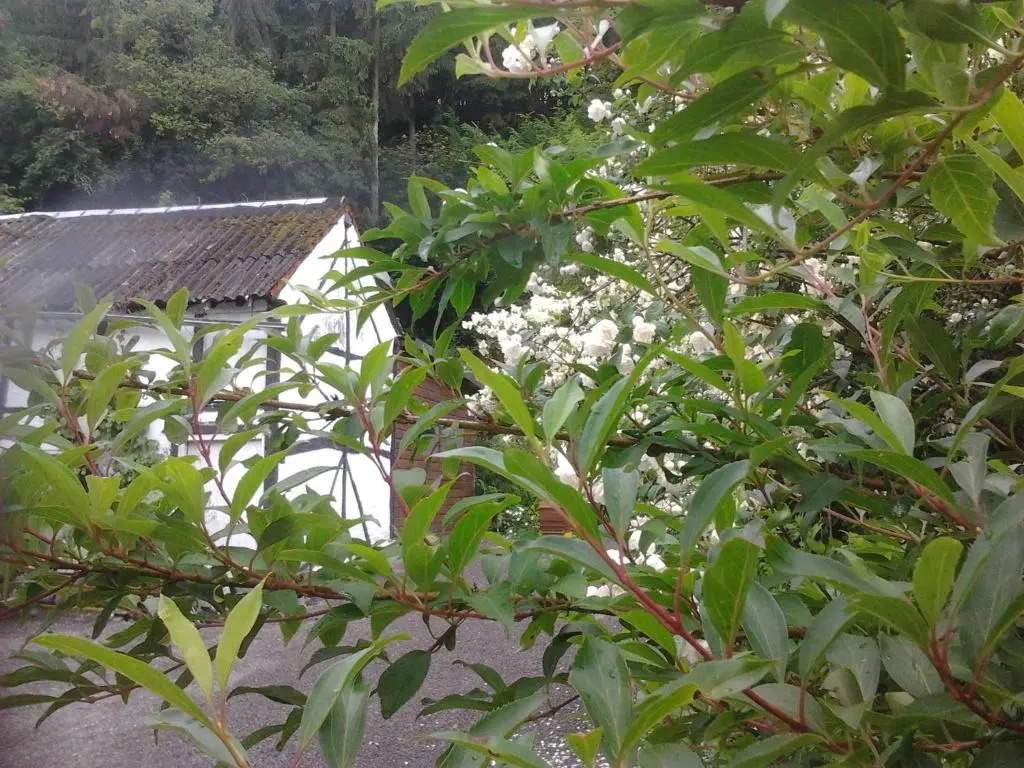 Le Néblon insolite
