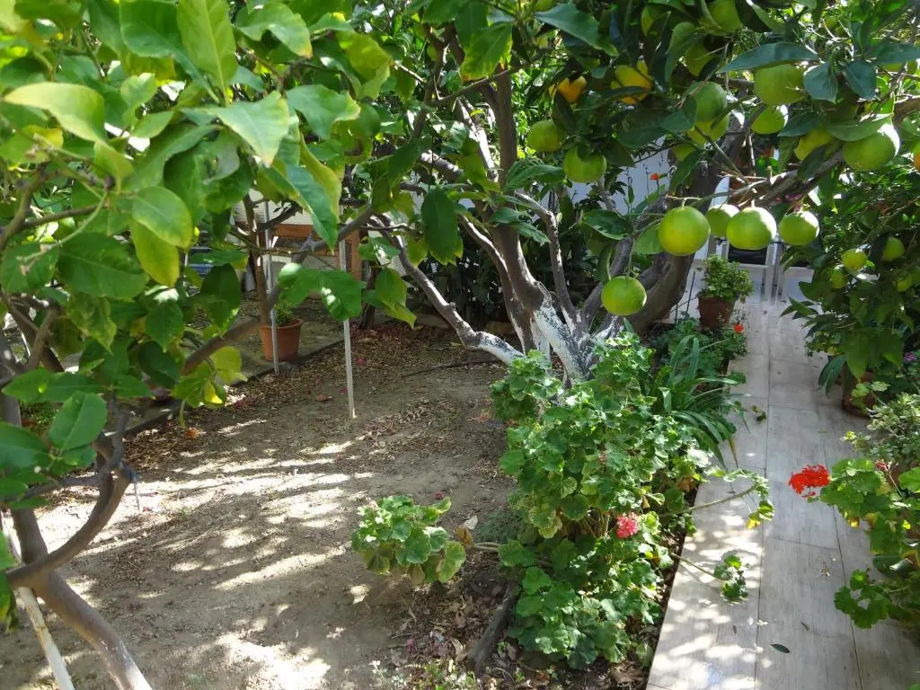 Cozy Citrus Garden House by the Seaside