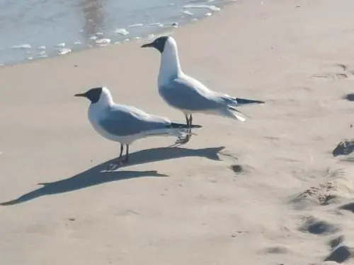 Ostseewind