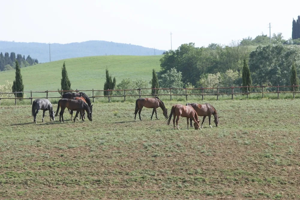 Agriturismo Renaccino