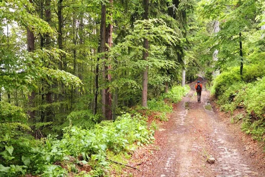 Forest vision apart