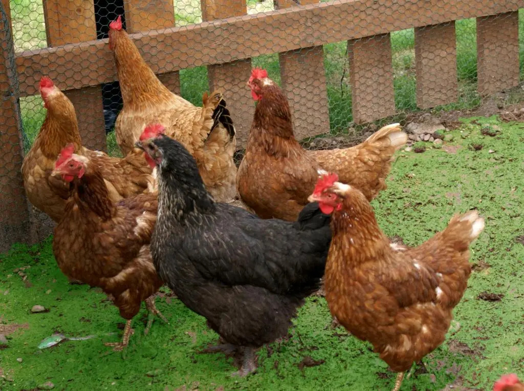 Xalet De Prades